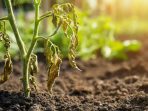 Fusarium Wilt_ Symptoms and Prevention Tips
